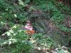 DSCF2708.JPG