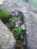 DSCF2752.JPG
