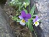 DSCF2754.JPG