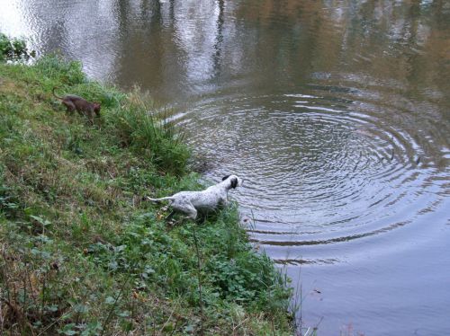 Klik op de foto om originele grootte te bekijken