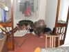 Zbraslav_Rouge_2007-114.JPG