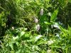2004_0703VODA--20040068.JPG